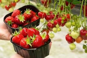 U Japanu se uskoro otvara drive-in plastenik za branje i kupovinu jagoda