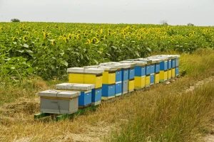 Pesticidi će smjeti biti "krivi" za smanjenje samo 10 posto kolonija pčela