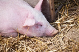 ASK se širi: U Njemačkoj daju 200 eura po svinji farmerima koji odustanu od uzgoja