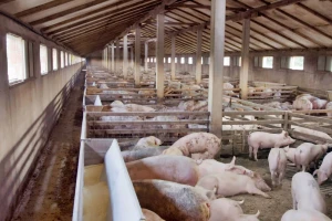 Velike farme u Makedoniji i Italiji zahvatila afrička svinjska kuga