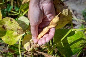 Hrvatski povrćari na udaru suše, uvoza i zabrane pesticida, a ni od navodnjavanja ništa?