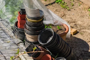 Tri stvari treba napraviti s posudama prije presađivanja bilja
