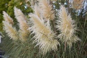 Pampas trava - jedinstvena atrakcija za dvorište bez puno brige