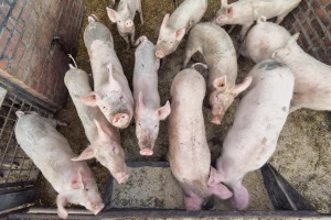 DZS: Cijene svinja pale za 29 posto
