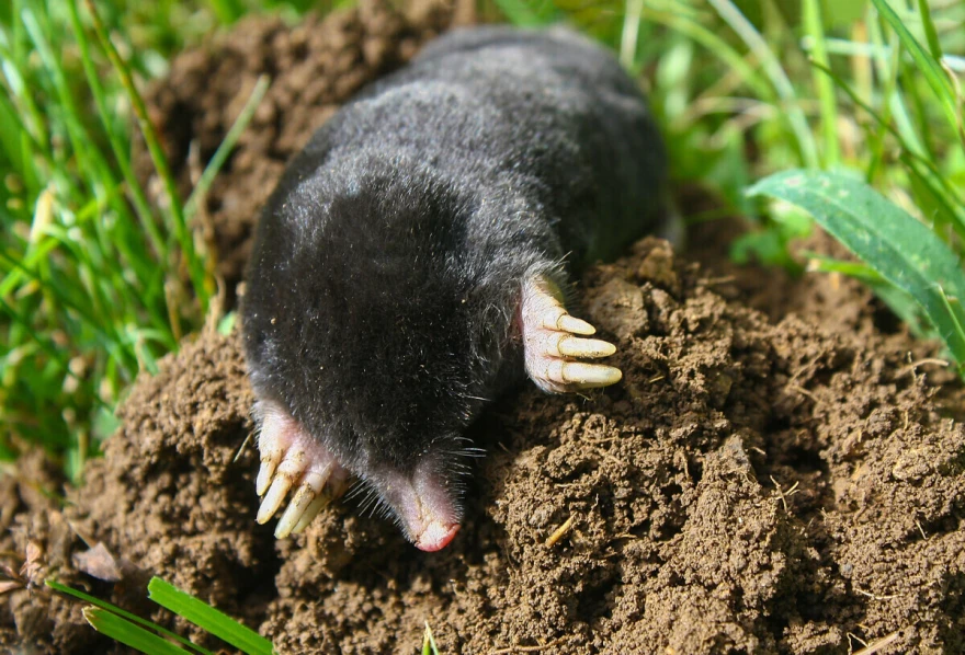 Slatka krtica