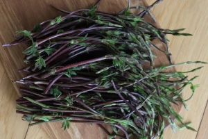 Izdanci hmelja prodaju se po cijeni od 1.000 eura za kilogram