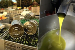 Uljara San Antonio: Bez liste čekanja preradimo 3.000 kg maslina na sat