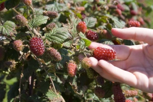 Tayberry: Križanac između maline i kupine - odličan za hobi voćare