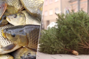 Pokušaj krađe na ribnjaku nije završio slavno, a krenule su i one božićnih jelki