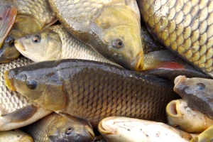 Kako do potpore za štete od ptica i ostalih životinja na šaranskim ribnjacima?