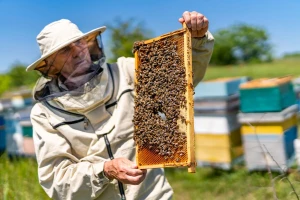 Radovi u pčelinjaku tijekom svibnja