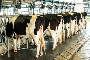 Mljekarstvo i skladišta za žitarice: Što stoji u nacrtima natječaja vrijednim 300 milijuna kuna?