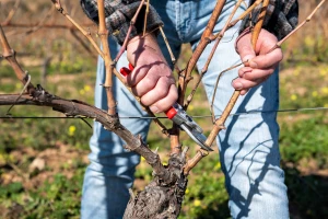 Rezidba vinove loze bi ove godine mogla doći ranije, na što paziti?