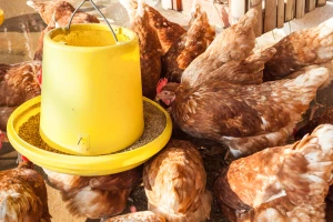 Hranidba peradi: Pretjerani unos bakra može dovesti do nedostatka vitamina C