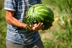 AZTN kaznio Agro Gold zbog nepravilnosti u otkupu lubenica