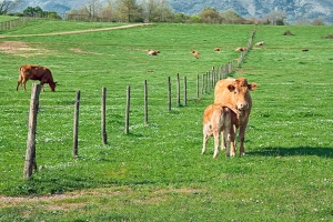 Koje su sve prednosti pašnjačke hranidbe stoke?