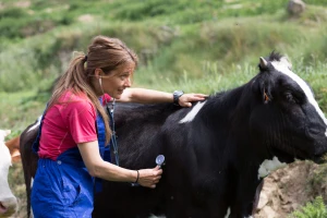 Žene veterinari brojnije od svojih kolega - 12 zanimljivosti iz svijeta veterine