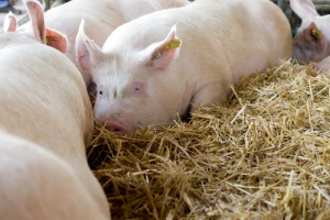 Ponovno afrička svinjska kuga u susjedstvu
