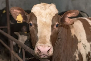 Značaj zobi u hranidbi domaćih životinja