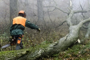 EU bez dogovora o zakonu koji treba spriječiti uvoz proizvoda povezanih s krčenjem šuma