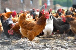 Inovacije u peradarstvu: Kokošinjac može biti i fenjer?!