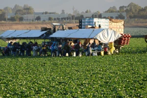 Berba im ovisi o migrantima - Italija traži najmanje 200.000 radnika