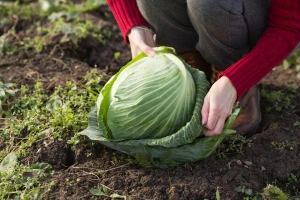 Zdravlje je u kupusu - obavezan na blagdanskom stolu