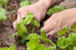 Narodna vjerovanja: Mjesec i poljoprivreda u uskoj su vezi