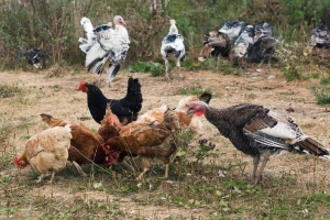Širi se ptičja gripa? Novi slučajevi u Francuskoj, Belgiji i Luksemburgu