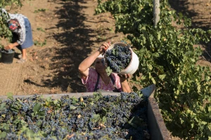 Moldavija je 20. najveći izvoznik vina u svijetu - sada gubi važna tržišta