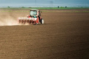 Visoke cijene uljane repice dovele do rekorda u zasijanim površinama