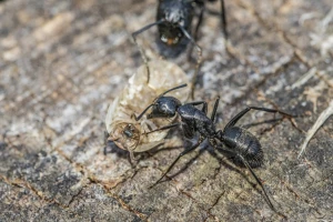 Mravi mogu biti učinkovitiji od pesticida?