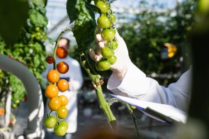 Produžuju se mjere protiv širenja virusa smeđe naboranosti ploda rajčice