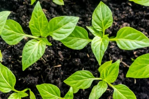 Humati smanjuju upotrebu mineralnih gnojiva i pesticida - kako se primjenjuju?