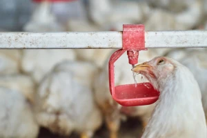 Voda je neophodna za piliće i kokoši - tko i kada ju najviše pije?