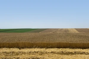 Toplinski val: Suša žanje europske prinose