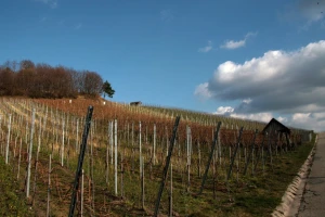 Kako pravilno primijeniti gnojiva na nagnutim i zatravljenim vinogradima?