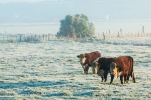 Dolaze temperature za 10°C niže od prosječne listopadske