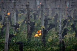 Mraz spalio francuske vinograde: U Champagneu zabilježeno -9°C