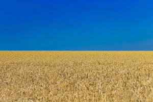 Ukrajina će zasijati 70 posto poljoprivrednih površina - što to znači za izvoz?