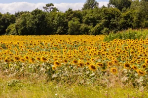 Pohitali sijati suncokret na ugaru - u Francuskoj koriste i tla lošije kvalitete