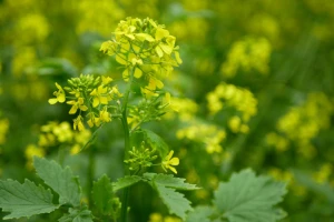 Gorušica je čistač tla - koristi se kao zeleno gnojivo i biopesticid