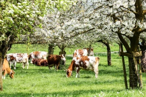 Zaštita šuma, skladištenje ugljika u tlu i održiv način prehrane - mjere za spas klime