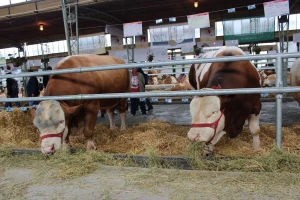 Objavljene cijene žive stoke na sajmovima - najviše poskupjeli bikovi?