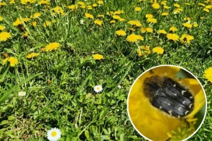 Maslačkom protiv dlakavog ružičara - ostaviti korov u voćnjaku?