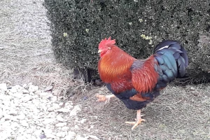 Dobri pijetao: Kako je od Kukana postao pravi Dobrica?