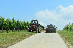 Objavljen natječaj, za restrukturiranje i konverziju vinograda do 550.000 eura po projektu