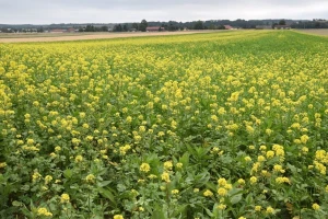Više površina pod žitaricama, sjetva uljane repice smanjena
