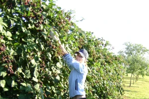 Od 400 eko sadnica kupina do vlastite vinarije