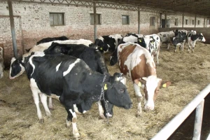 Satnica Milk: Poticajnim sredstvima županije kupili junice za mliječnu farmu